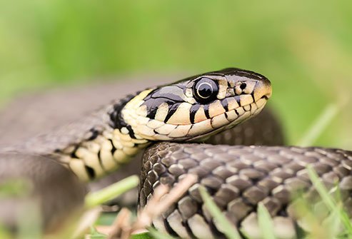 Farmers in Niger State Plead for Anti-Venom as Snakebites Claim More Lives During Harvest Season