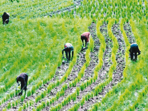 Ogun Government Allocates ₦498 Million to Boost Agriculture and Food Security