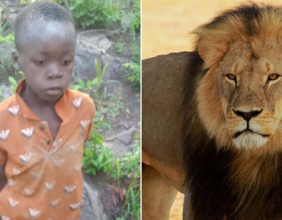 Seven-Year-Old Boy Found Alive After Five Days Lost in Lion Habitat