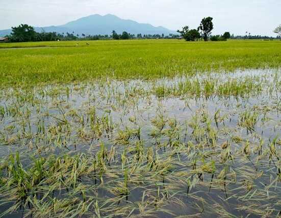 Unusual Flooding Devastates Rice Farms in Kwara State