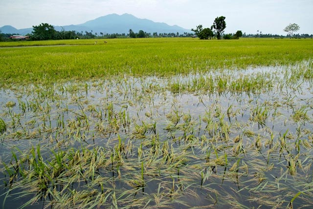 Unusual Flooding Devastates Rice Farms in Kwara State