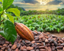 Nigeria’s Cocoa Exports Soar More Than Sixfold in Q4 2024