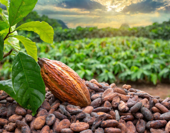 Nigeria’s Cocoa Exports Soar More Than Sixfold in Q4 2024