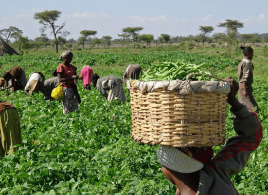 Displaced Osun Farming Communities Call for Government Intervention After Years in Limbo