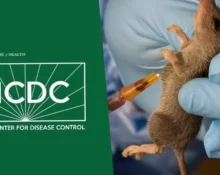 NCDC Confirms 11 New Lassa Fever Cases, Warns of Rising Fatality Rate
