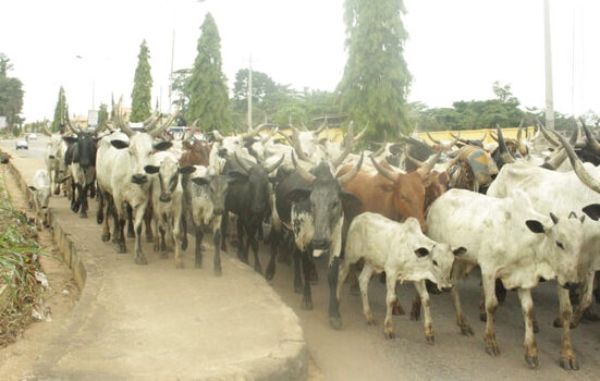 Ogun Government Warns Herders as Open Grazing Ban Remains in Force