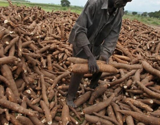 FG Unveils Cassava Bioethanol Project, Eyes ₦3 Trillion Annual Savings