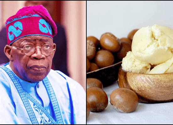 Tinubu Orders Six-Month Ban on Raw Shea Nut Exports