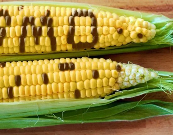 GMO Foods Not Harmful, Proper Labelling Crucial says NAFDAC