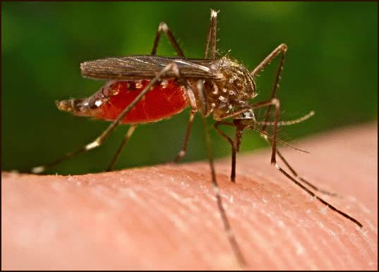 Nigeria, 7 African Nations in Trial of First Malaria Drug for Newborns