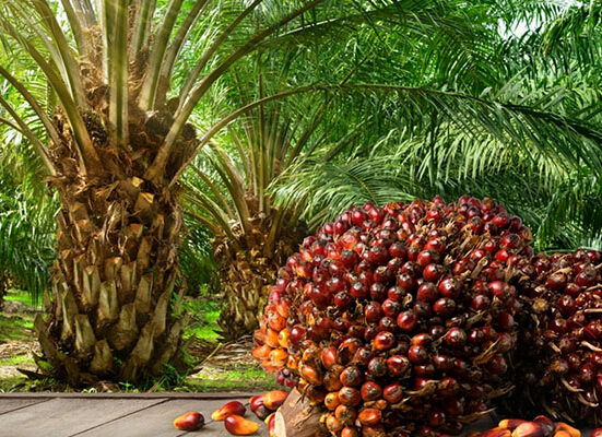 FG to Plant 100 Million Oil Palm Trees, Revive Cocoa Sector