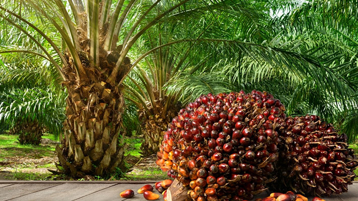 FG to Plant 100 Million Oil Palm Trees, Revive Cocoa Sector