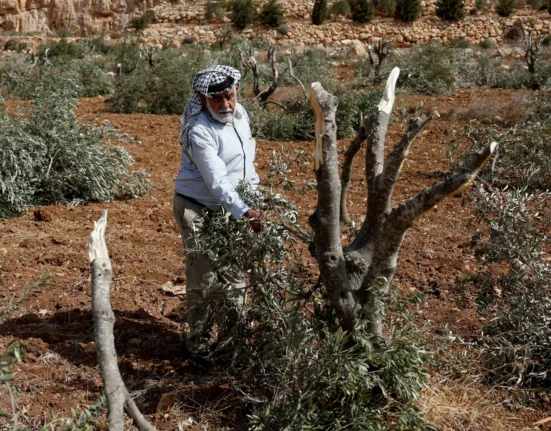 Israel deports 32 activists aiding Palestinian olive farmers