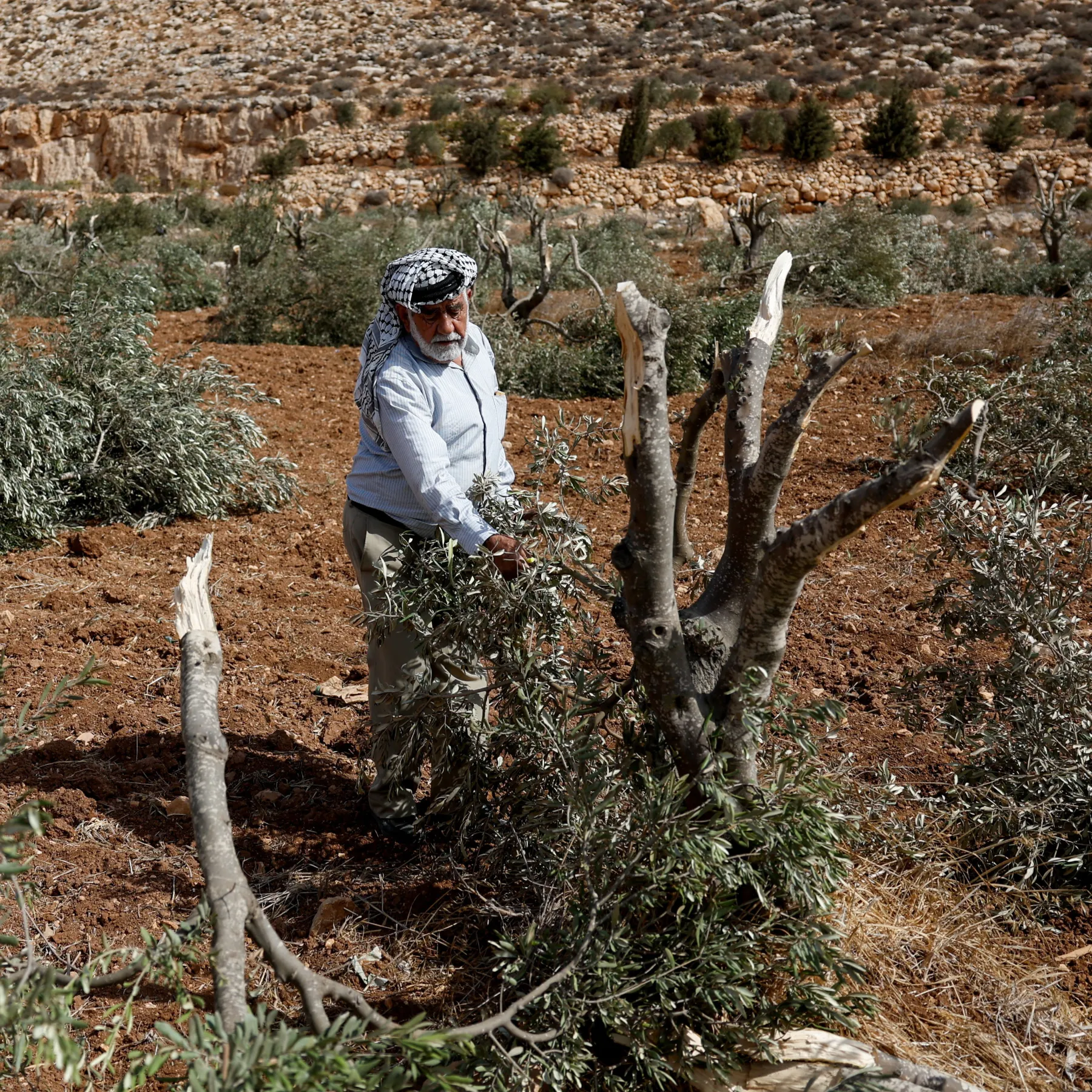 Israel deports 32 activists aiding Palestinian olive farmers