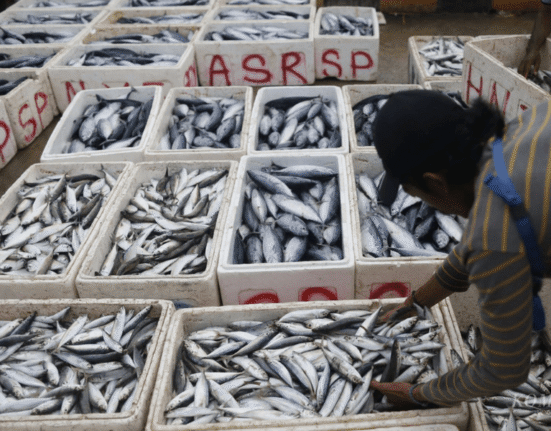 Marine Ministry Targets Food Security with National Fish Production Roadmap