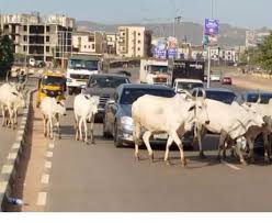 Federal Government Denies Nationwide Ban on Open Grazing