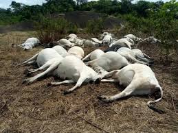 Plateau Gunmen Attack Herdsmen and Steal Cattle in Fresh Violence