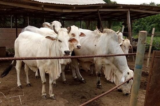 Tinubu Directs NEC to Turn Grazing Reserves Into Ranches