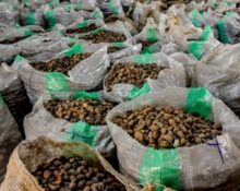 Federal Government Pledges to Review Shea Butter Export Policy