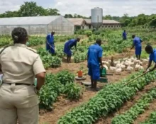 FG moves to transform correctional centres into food production hubs