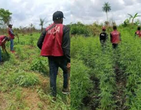 NDLEA destroys cannabis farm in Cross River