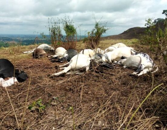 Plateau Police Condemn Farm Destruction, Cattle Killings in Barkin Ladi