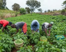 Farmers urge FG to deploy forest guards to protect farms amid insecurity