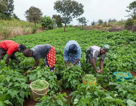 Farmers urge FG to deploy forest guards to protect farms amid insecurity