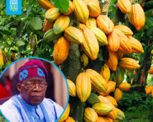 Nigeria unveils ambitious plan to spur the local cocoa industry