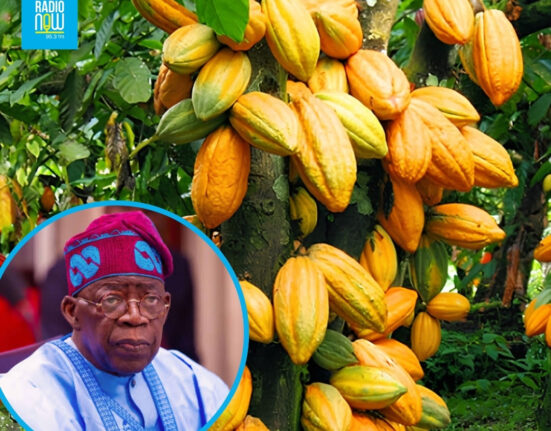 Nigeria unveils ambitious plan to spur the local cocoa industry