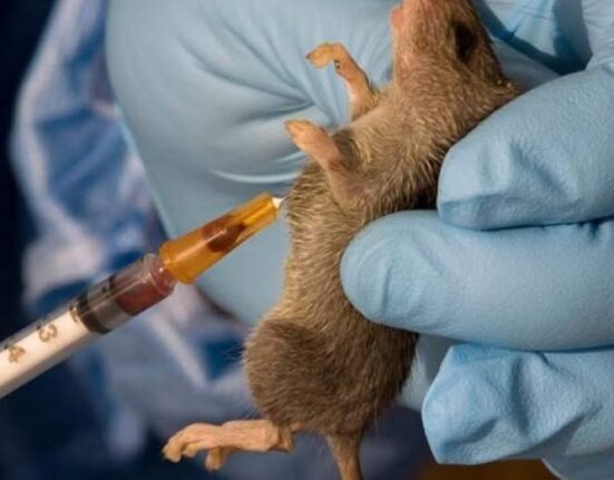 Lassa Fever cases reach 1,000; 237 deaths recorded